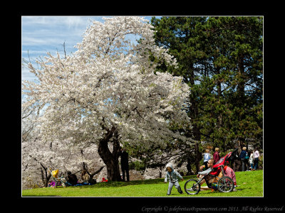 2011 - Toronto High Park - Cheery Blossom