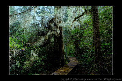 2011 - Vancouver Island - Pacific Rim National Park - Scooner Cove Trail