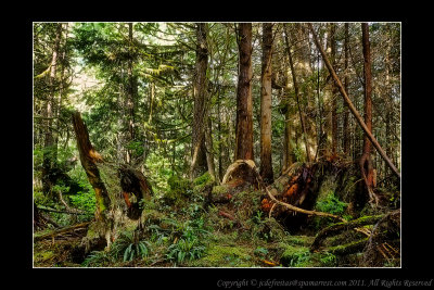 2011 - Vancouver Island - Pacific Rim National Park - Scooner Cove Trail