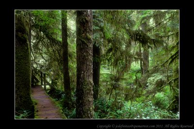 2011 - Vancouver Island - Pacific Rim National Park - Rainforest Trail