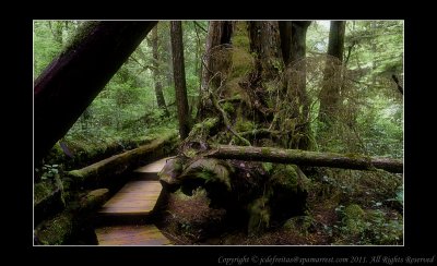 2011 - Vancouver Island - Pacific Rim National Park - Rainforest Trail