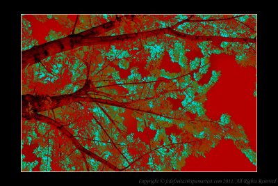 2011 - Maple Tree Infrared