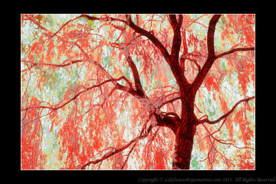 2011 - Willow Tree Infrared
