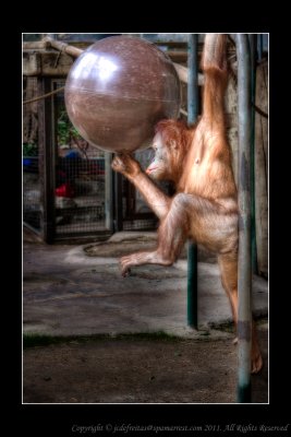 2008 - Acrobat Orangutan