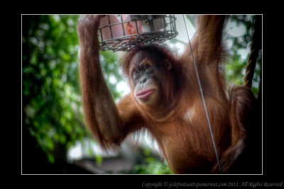 2008 - Orangutan Shopper