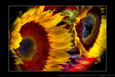 2011 - Sunflowers