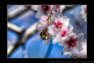 2012 - Almond Flower - Salir, Algarve - Portugal