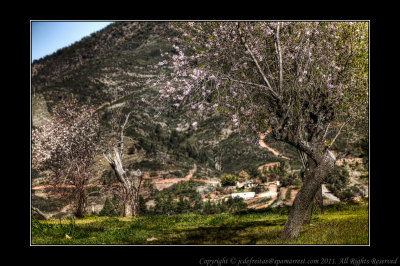 2012 - Almond Trees - Salir, Algarve - Portugal
