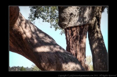 2012 - Cork Oak Tree 