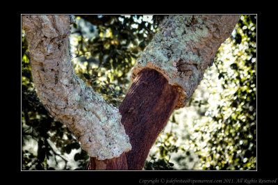 2012 - Cork Oak Tree - Algarve - Portugal