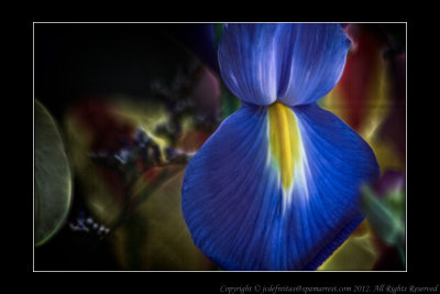 2012 - Van Nes Flowers - Blue Iris