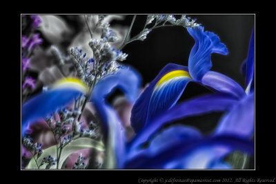 2012 - Van Nes Flowers - Blue Iris