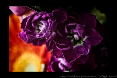 2012 - Van Nes Flowers - Stock Magenta Flower 