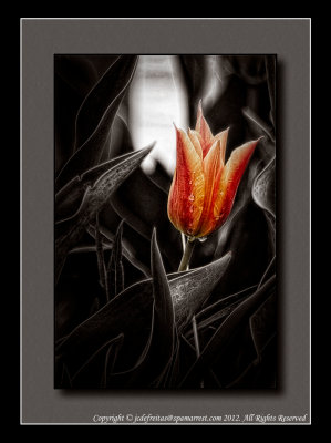 2012 - Red Tulip on the Black Garden