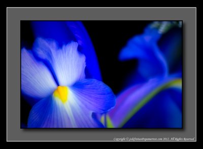 2012 - Blue Iris
