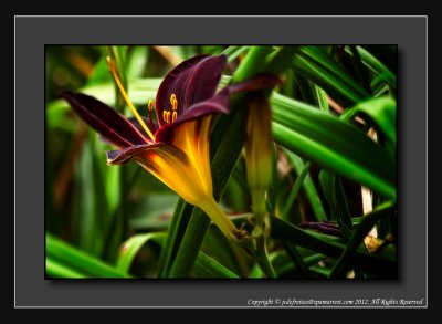 2012 - Red Magic Daylily