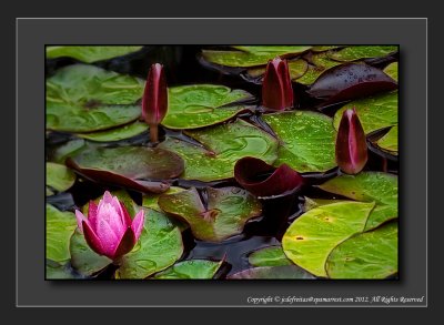 2012 - Water Lily - The Arthur Meighen Gardens - Stratford, Ontario - Canada