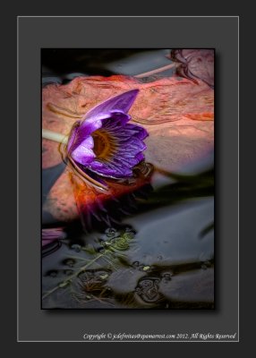 2012 - Water Lily - The Arthur Meighen Gardens - Stratford, Ontario - Canada