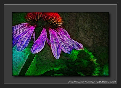 2012 - Cone Flower