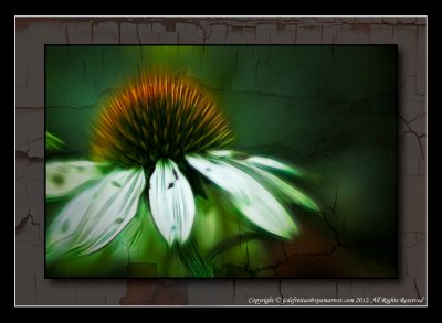 2012 - White Cone Flower