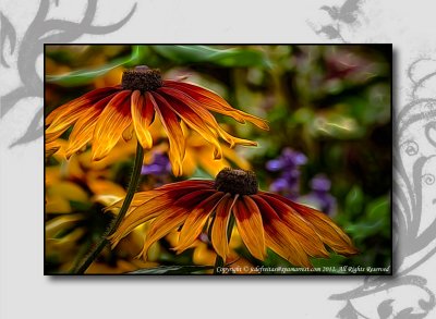 2012 - Rudbeckia hirta var angustifolia - Black Eye Susan