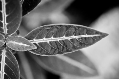 _MG_1795.jpg