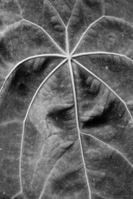 Marie Selby Botanical Gardens - Black & White 2
