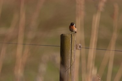 Common Stonechat - Svarthakad buskskvtta