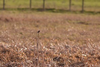 Common Stonechat - Svarthakad buskskvtta