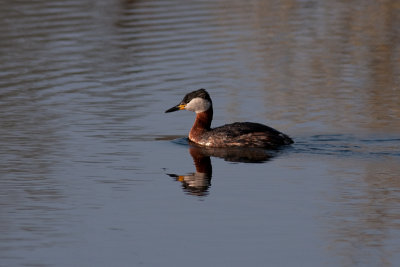 Red-necked Grebe - Grhakedopping