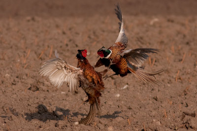 Common Pheasant - Fasan