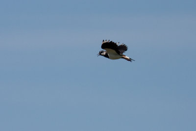 Northern Lapwing - Tofsvipa