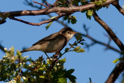 Marsh Warbler - Krrsngare