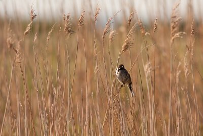 Common Reed Bunting - Svsparv