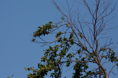 European Bee-eater - Bitare