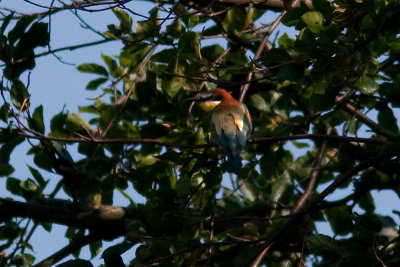 European Bee-eater - Bitare