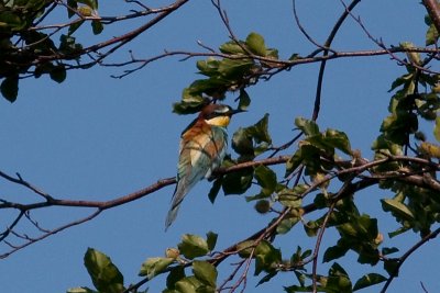 European Bee-eater - Bitare