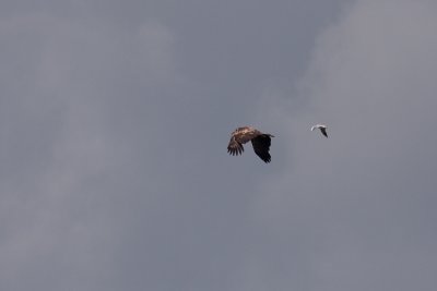White-tailed Eagle - Havsrn