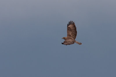 Common Buzzard - Ormvrk