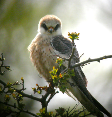 Red-footed Falcon - Aftonfalk