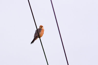 Red-footed Falcon - Aftonfalk