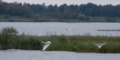 Great Egret - gretthger