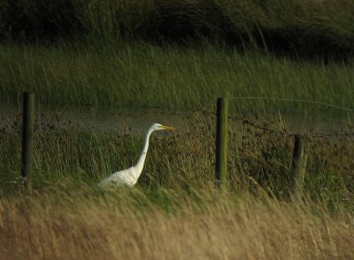 Great Egret - gretthger