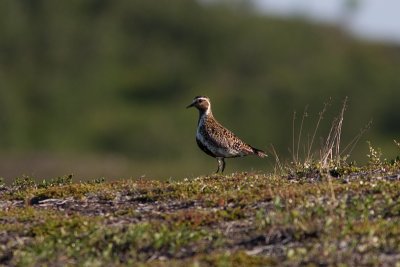 European Golden Plover - Ljungpipare