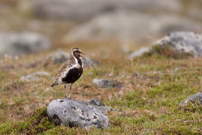 European Golden Plover - Ljungpipare