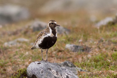 European Golden Plover - Ljungpipare