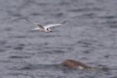 Sandwich Tern - Kentsk trna