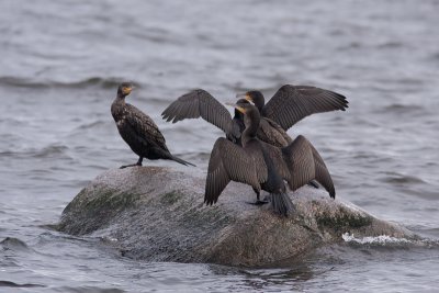 Great Cormorant - Storskarv