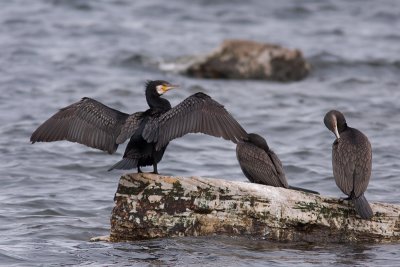 Great Cormorant - Storskarv