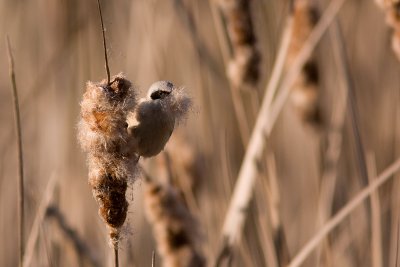 Eurasian Penduline Tit - Pungmes